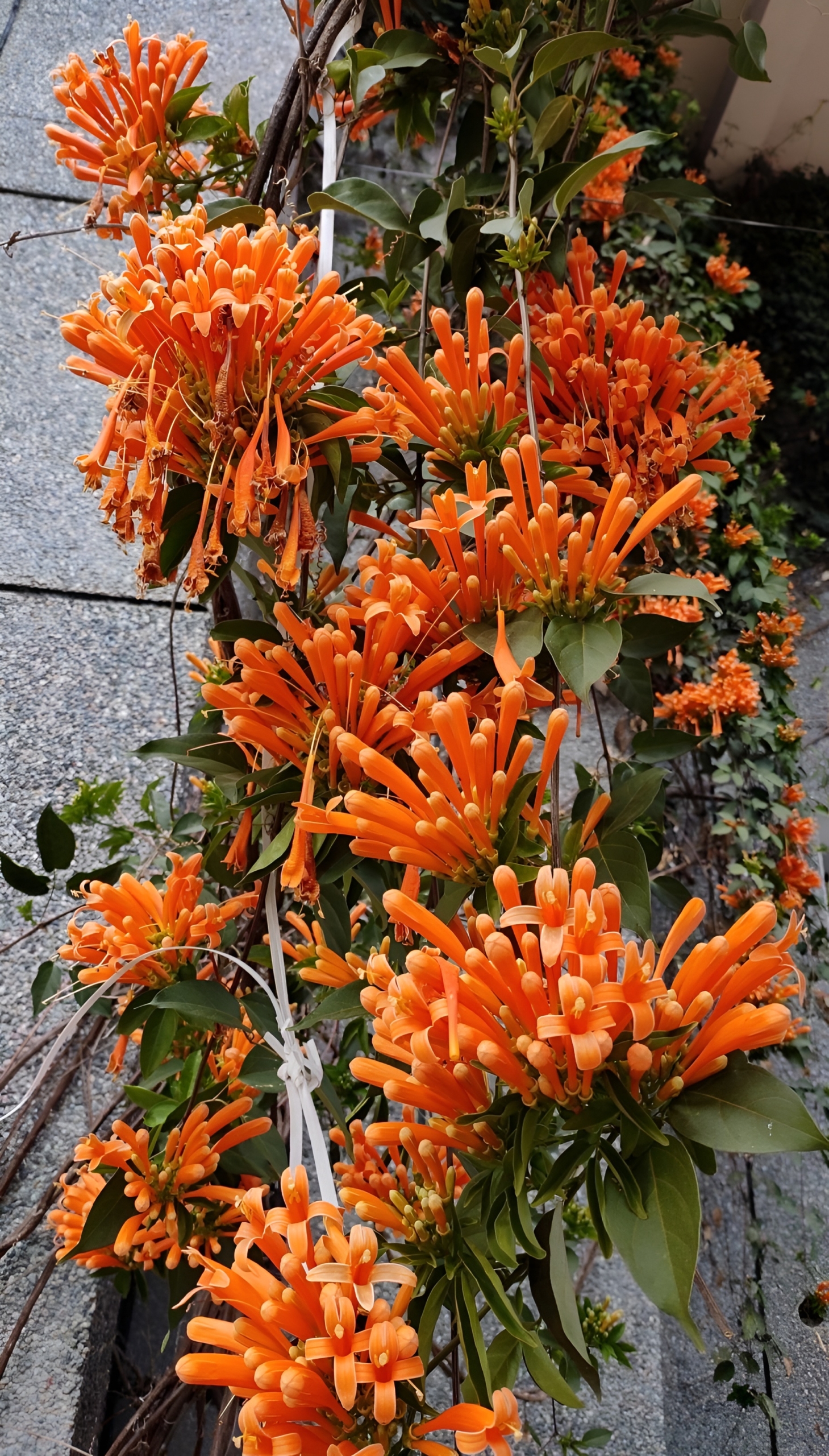 Flaming trumpet vine