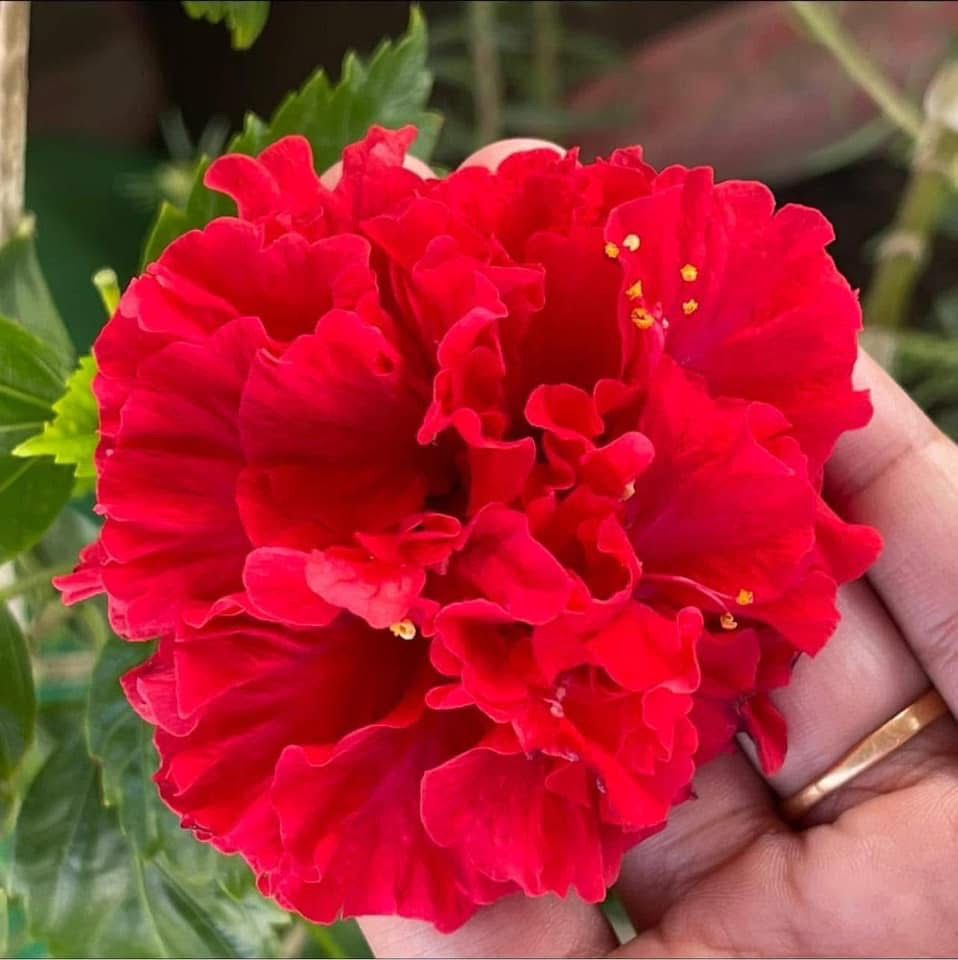 Multipetal Hibiscus - Image 2