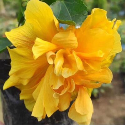 Multipetal Hibiscus - Yellow