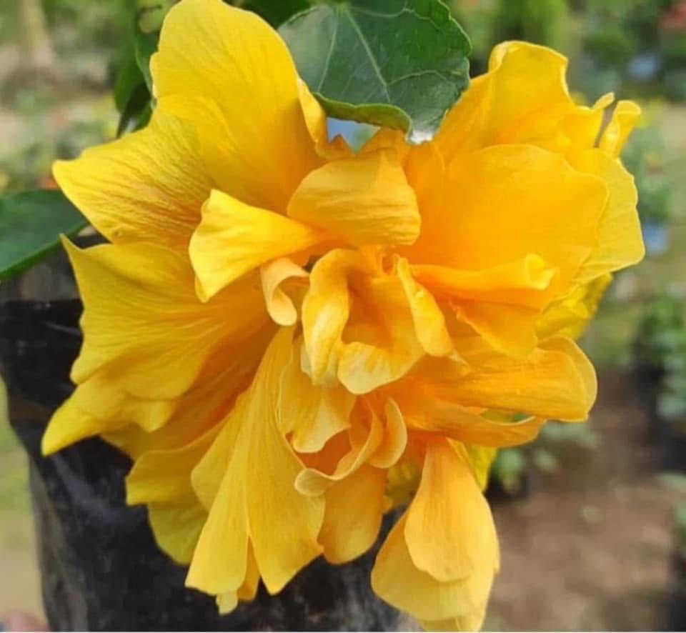 Multipetal Hibiscus - Image 4