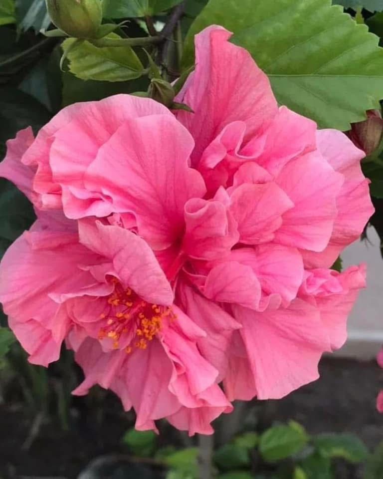 Multipetal Hibiscus - Image 5