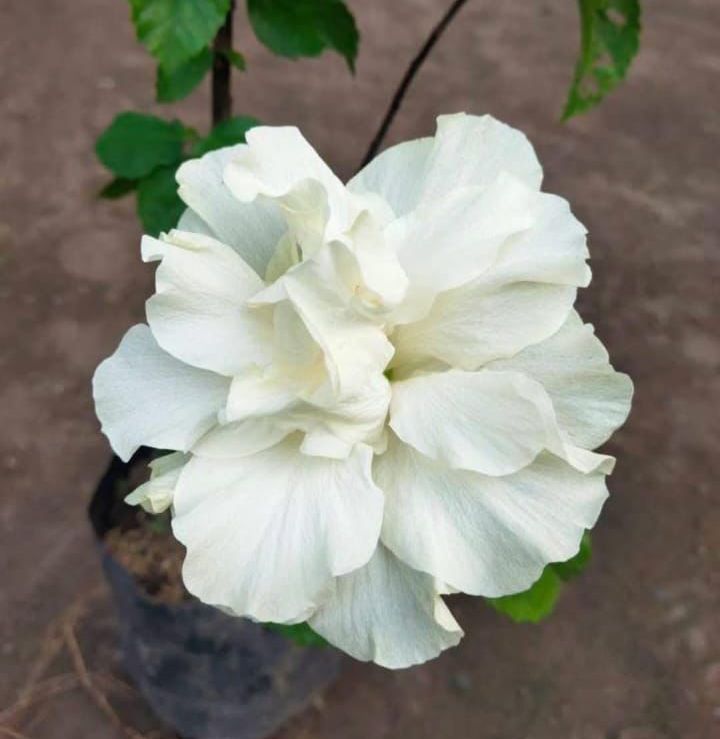 Multipetal Hibiscus - Image 3