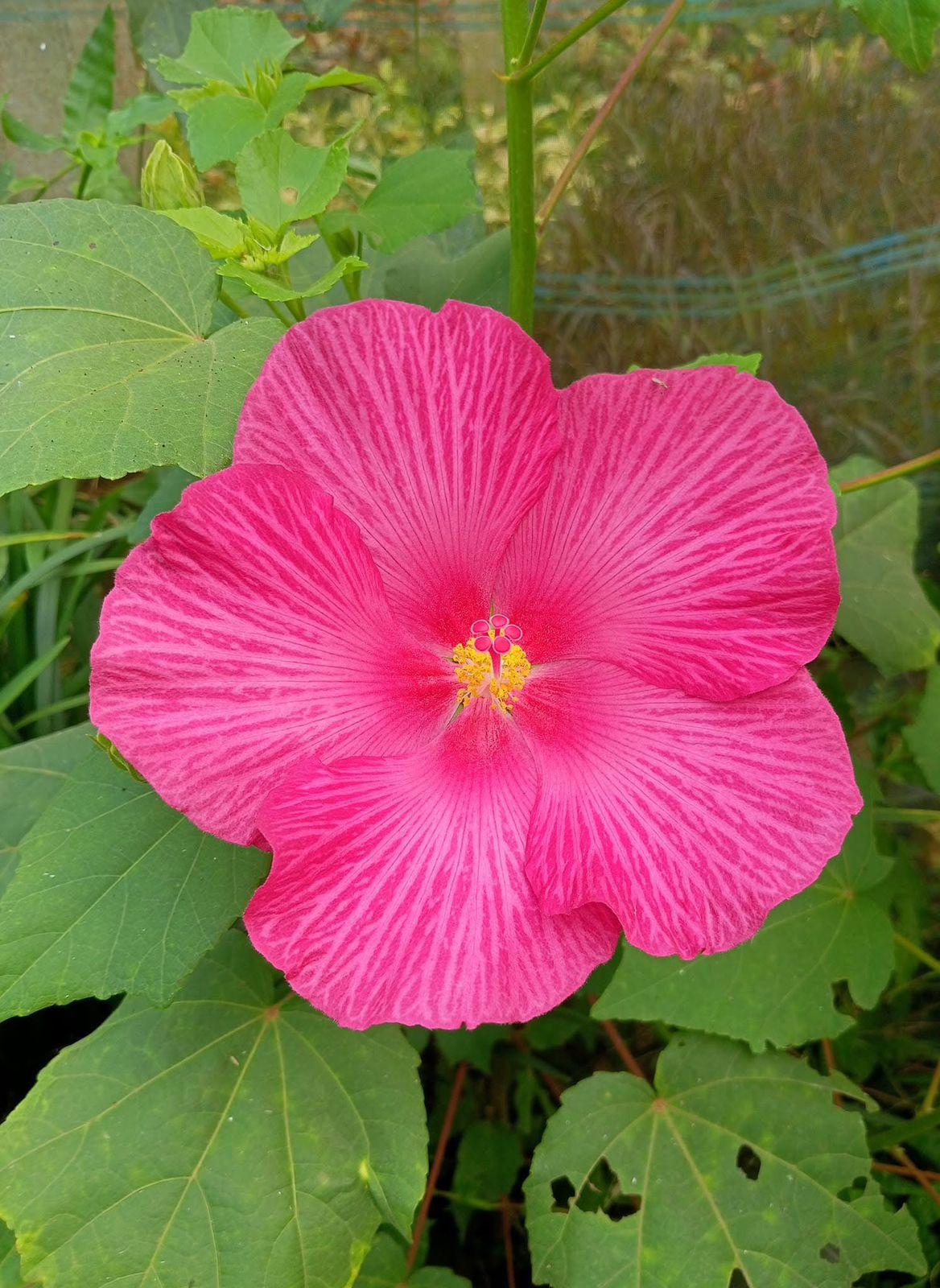 Land Lotus ( Single Petal )