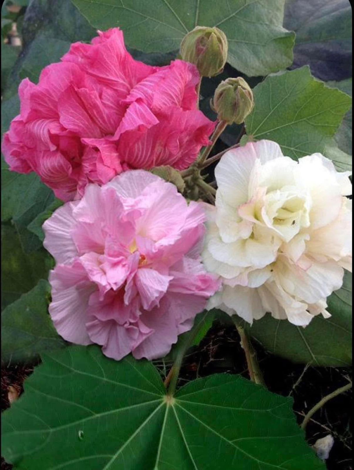 Land Lotus Sthalkamal