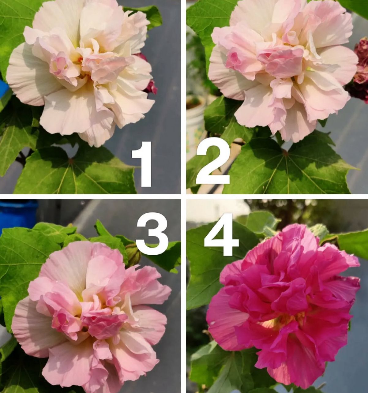 Land Lotus Sthalkamal - Image 3