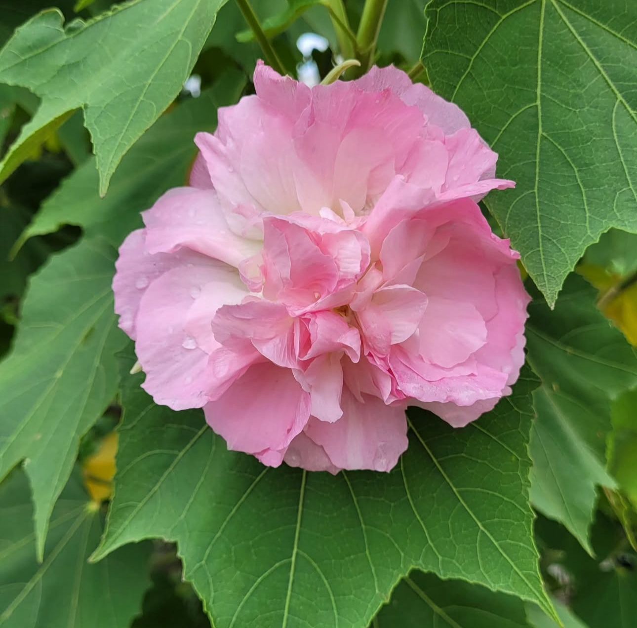 Land Lotus Sthalkamal - Image 2