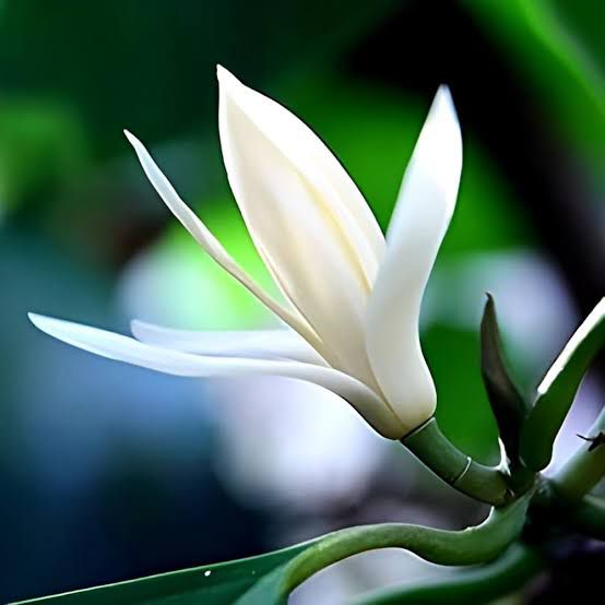 Swarna Champa (Grafted) - Image 9