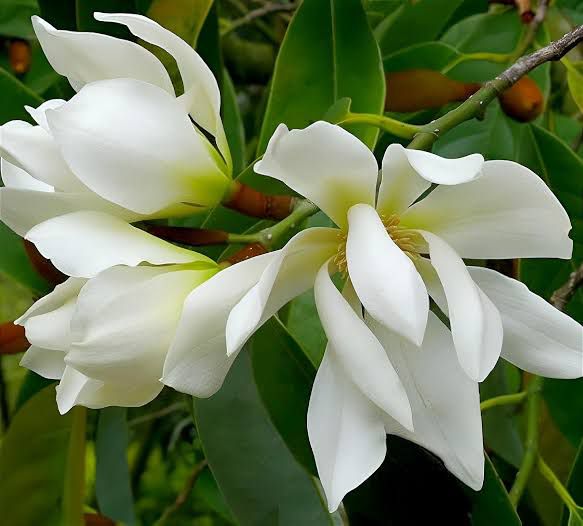 Swarna Champa (Grafted) - Image 7