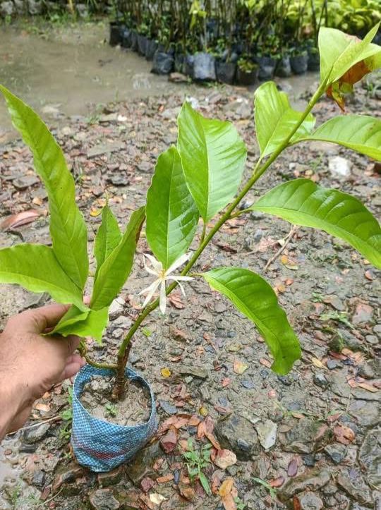 Swarna Champa (Grafted) - Image 4