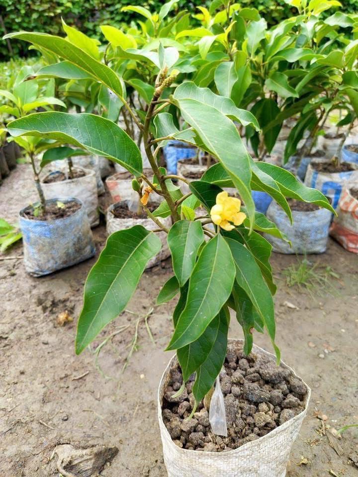 Swarna Champa (Grafted) - Image 5