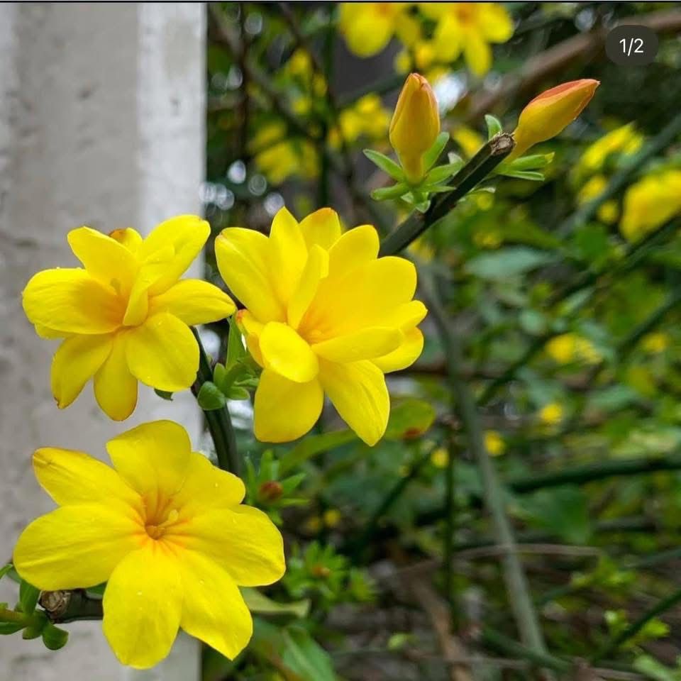 Yellow Jasmine