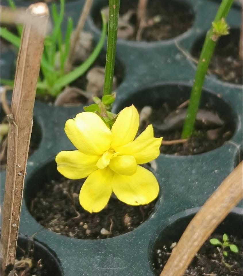 Yellow Jasmine - Image 2