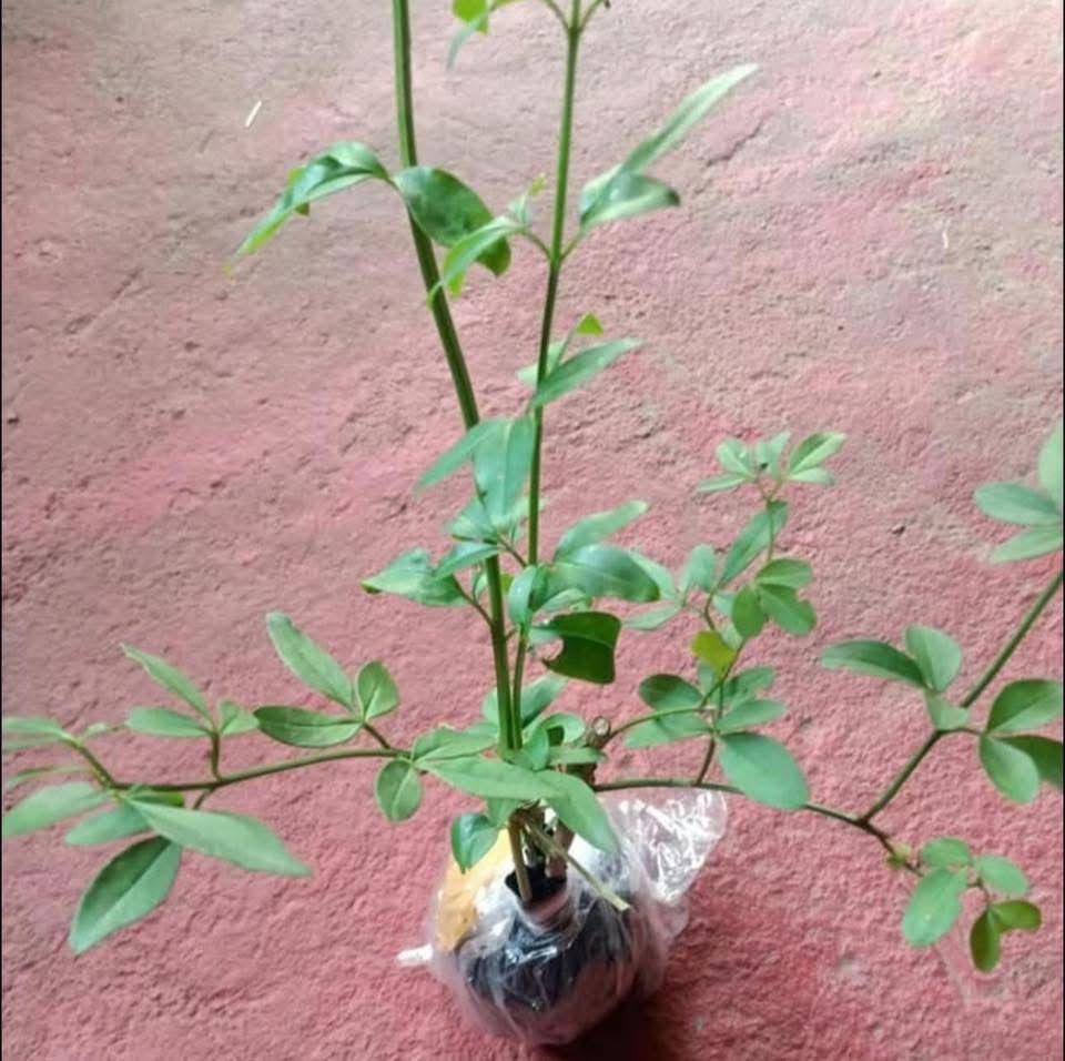 Yellow Jasmine - Image 3