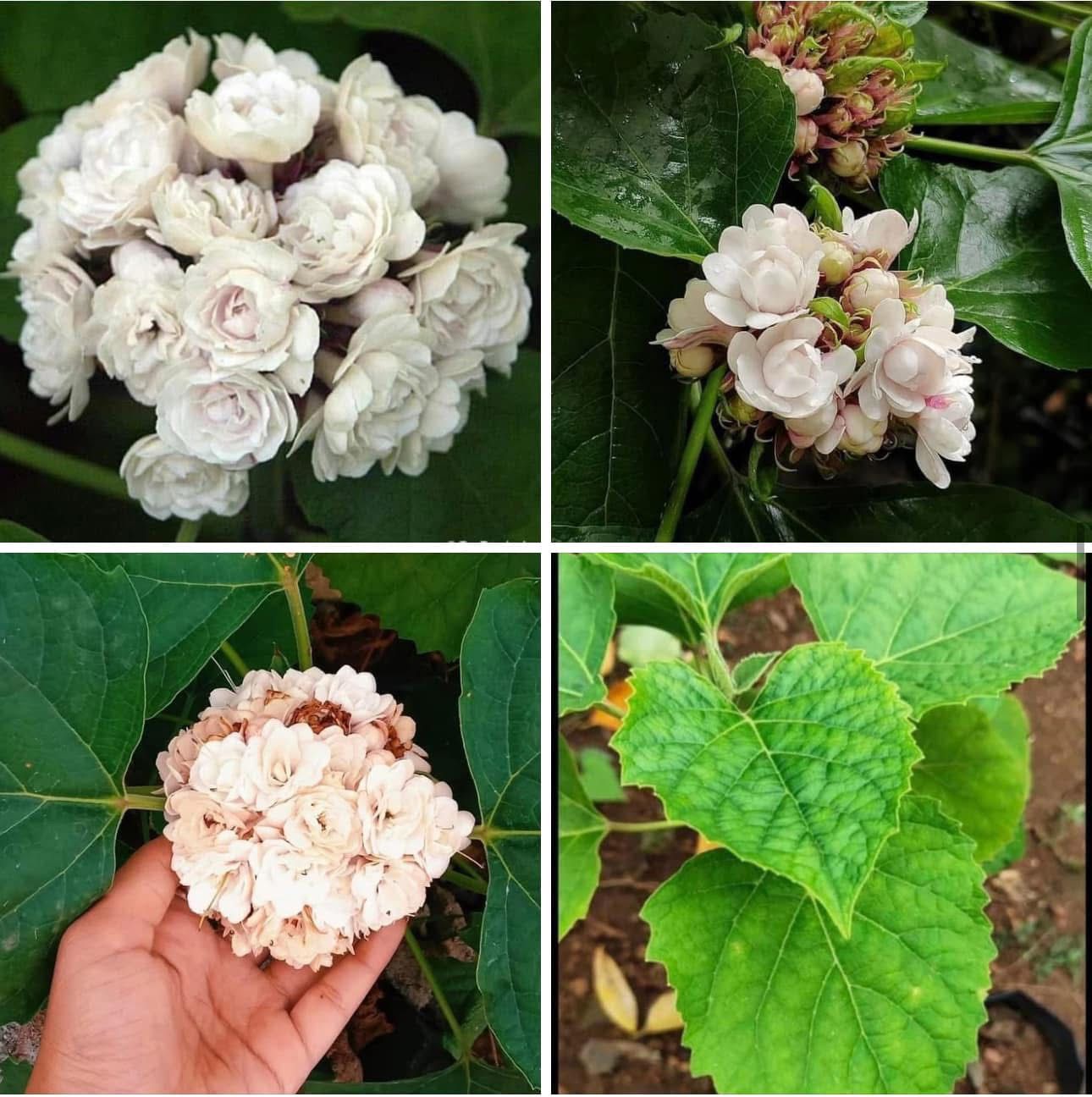 Hazari Mogra - Image 6