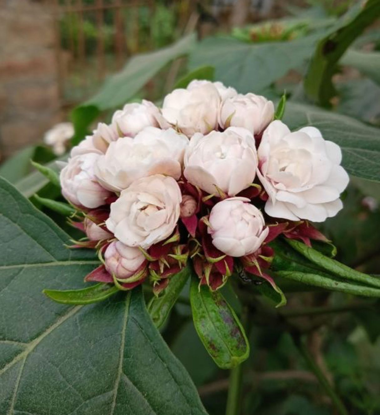 Hazari Mogra - Image 4