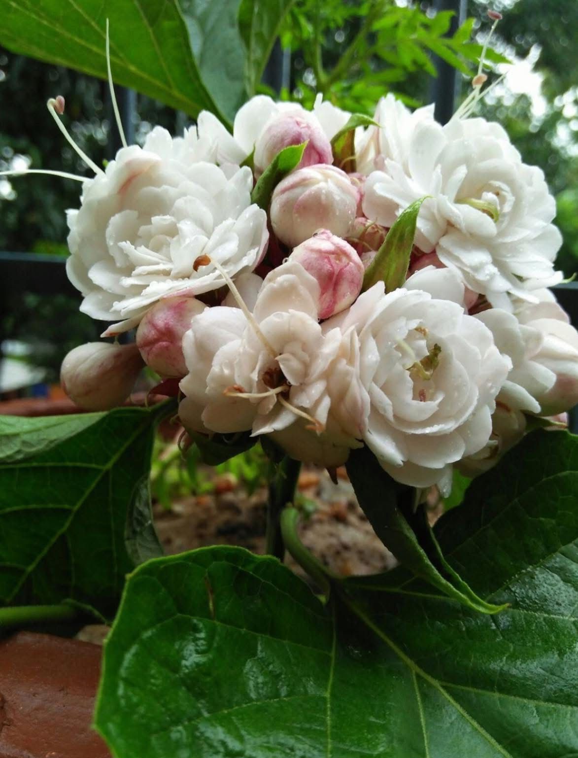 Hazari Mogra - Image 5