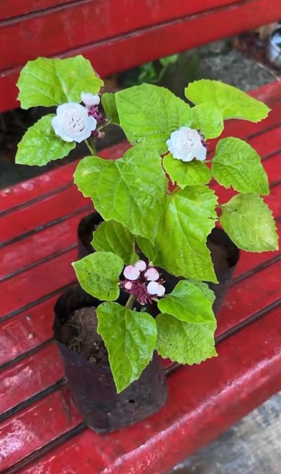 Hazari Mogra - Image 2