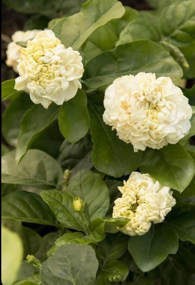 Grand Duke of Tuscany - Image 4