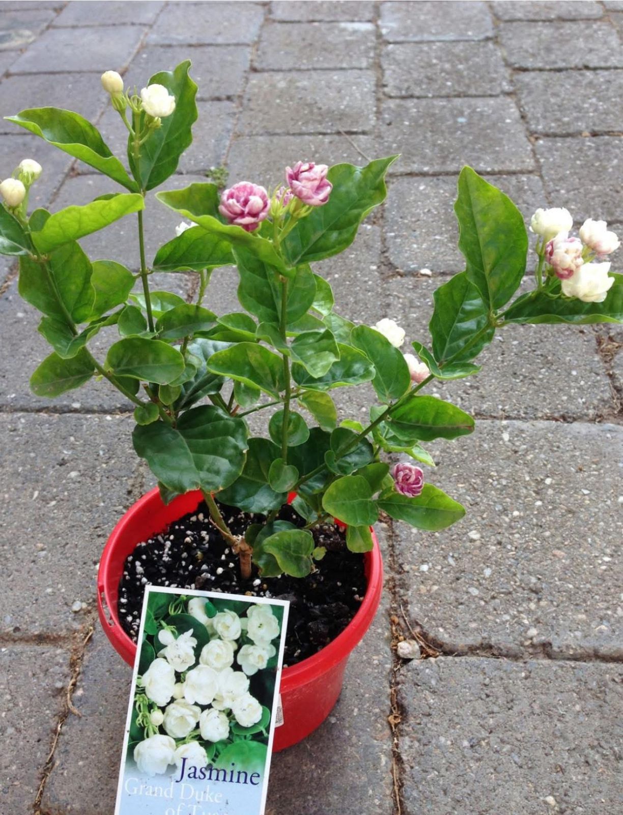 Grand Duke of Tuscany - Image 2