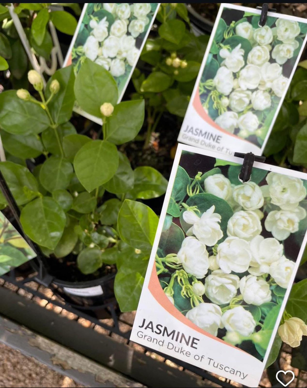 Grand Duke of Tuscany - Image 3