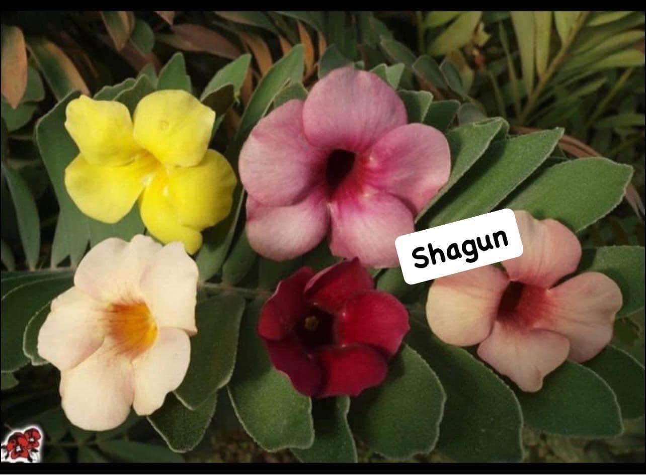 Alamanda (Dwarf) - Image 2