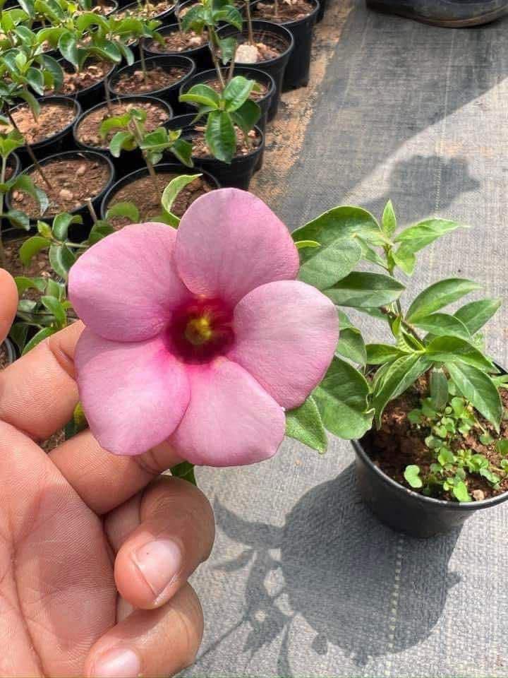 Alamanda (Dwarf) - Image 7