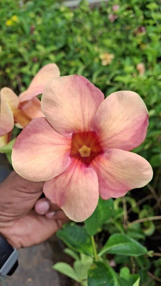 Alamanda (Dwarf) - Image 6
