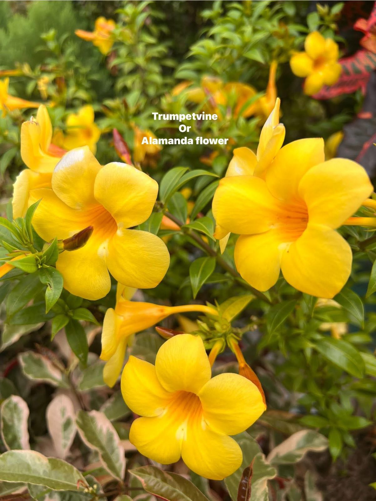 Alamanda (Dwarf)