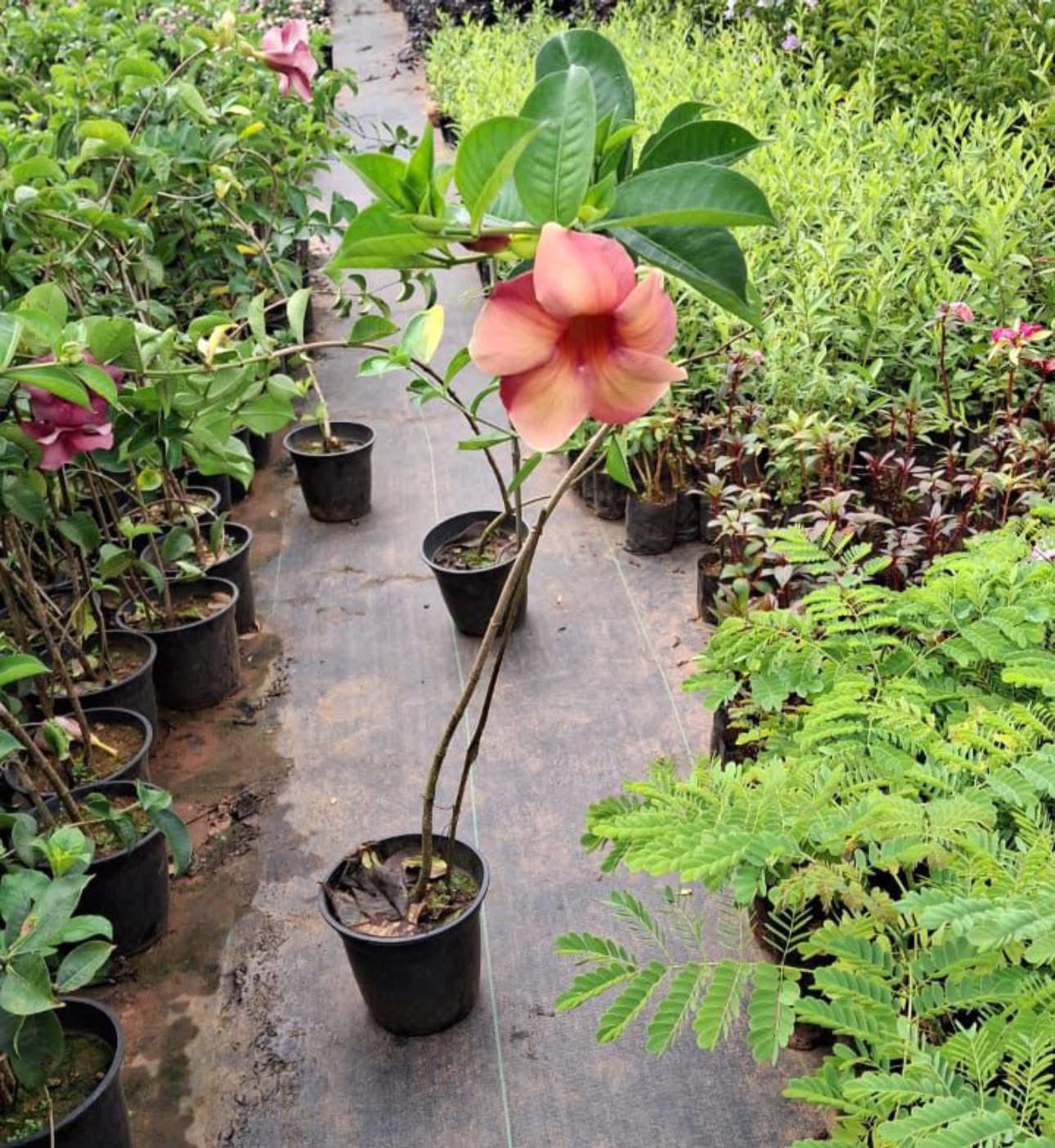 Alamanda (Dwarf) - Image 4