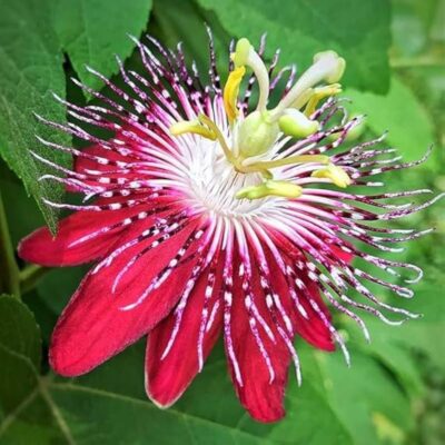 Passion Flower - Red