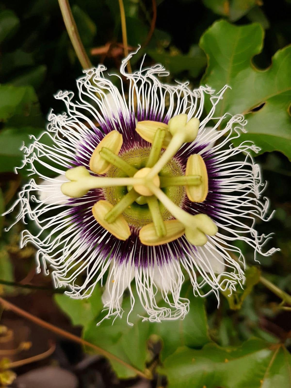Passion Flower - Image 5