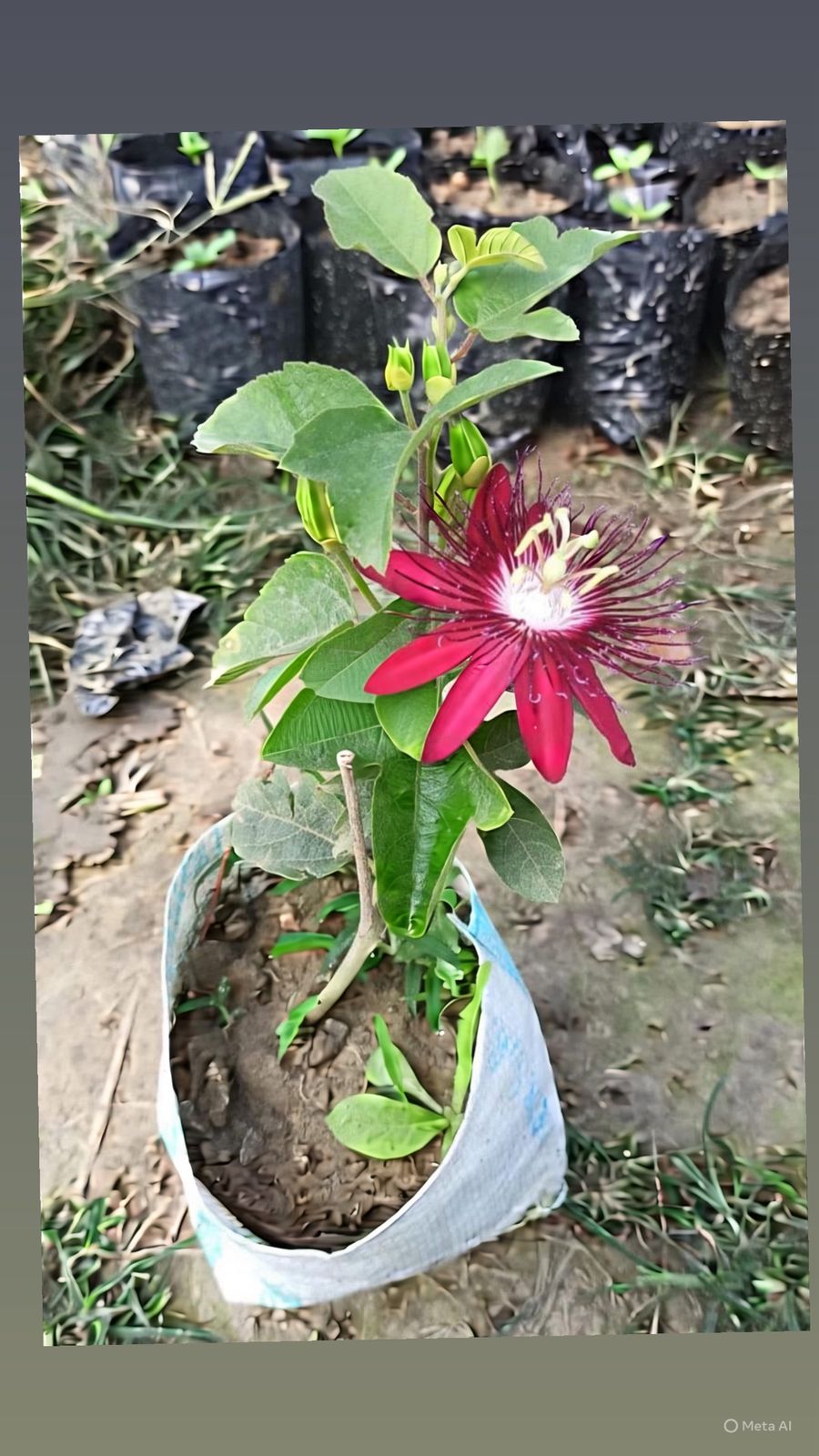 Passion Flower - Image 3