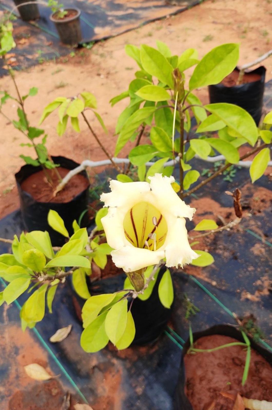 Solanadra Vine - Image 2