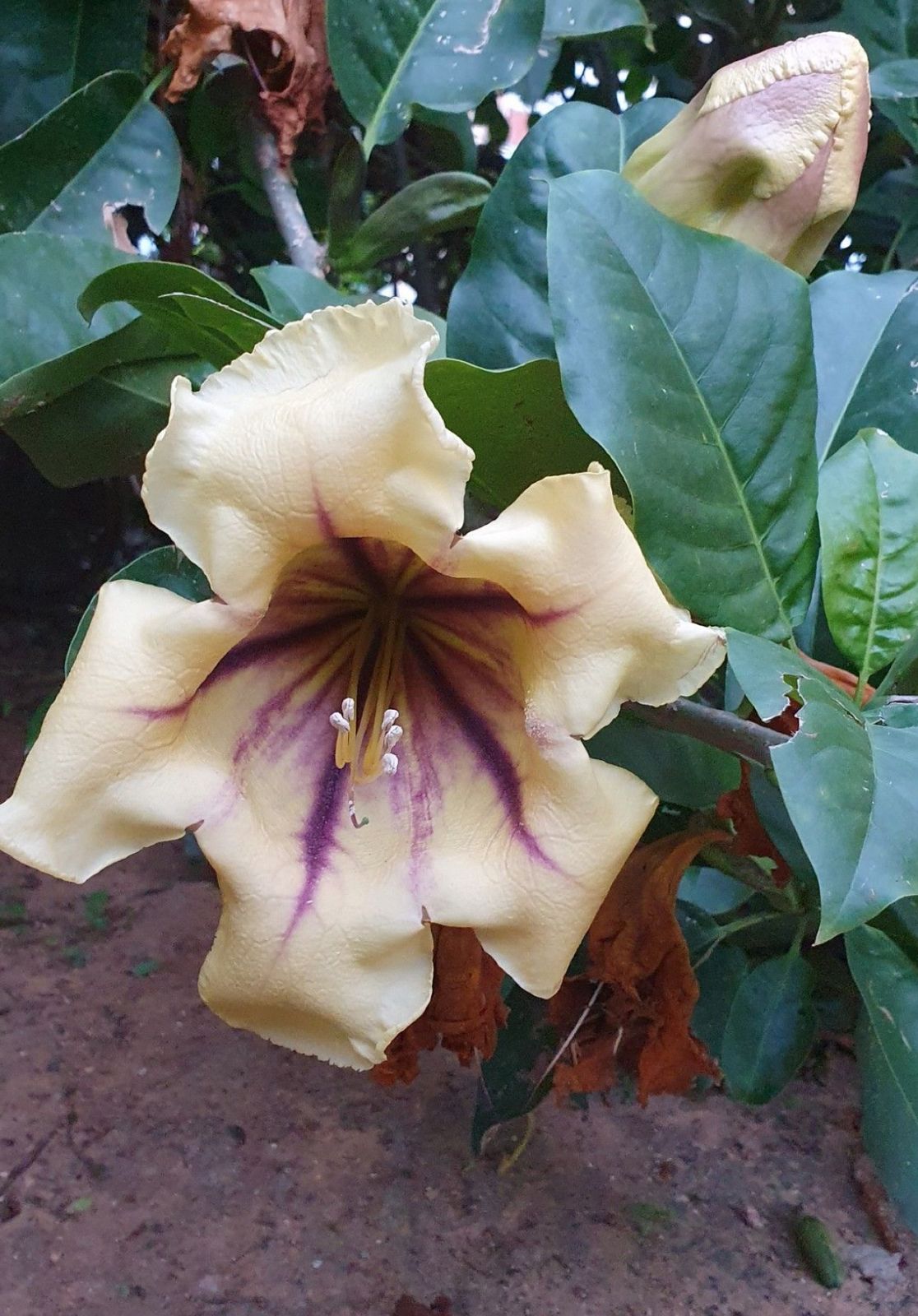 Solanadra Vine - Image 3