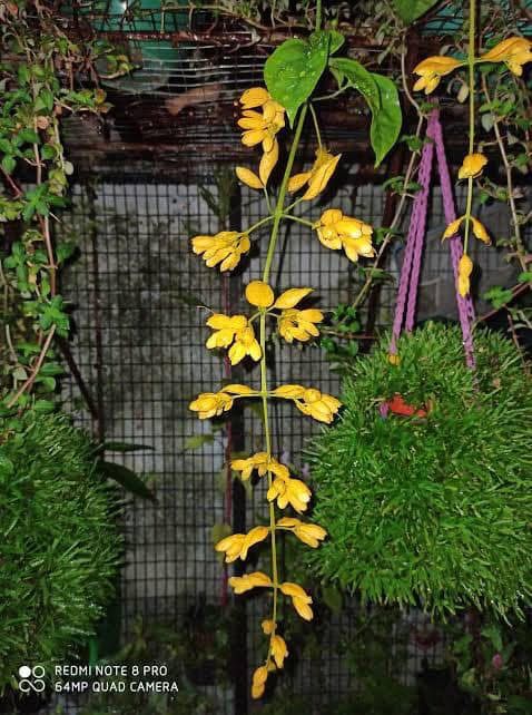 Golden Cascade Vine - Image 2