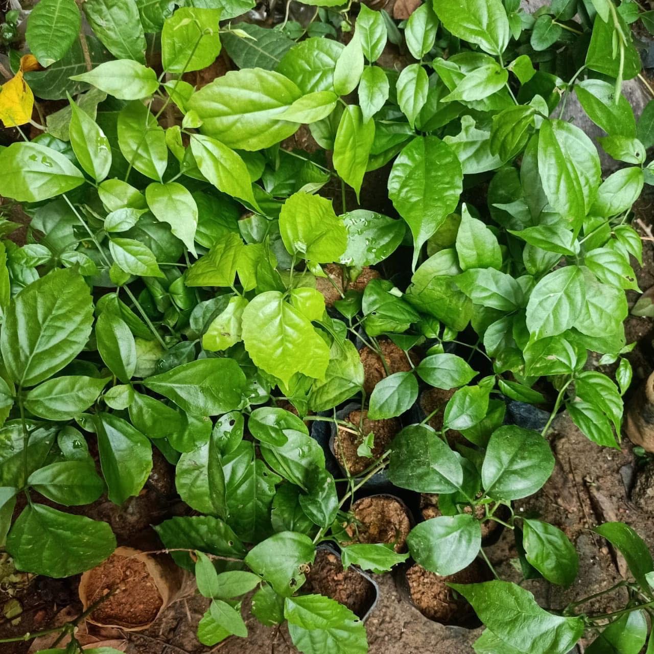 Golden Cascade Vine - Image 3