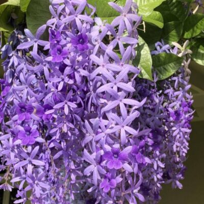 Petrea Volubilis - Purple