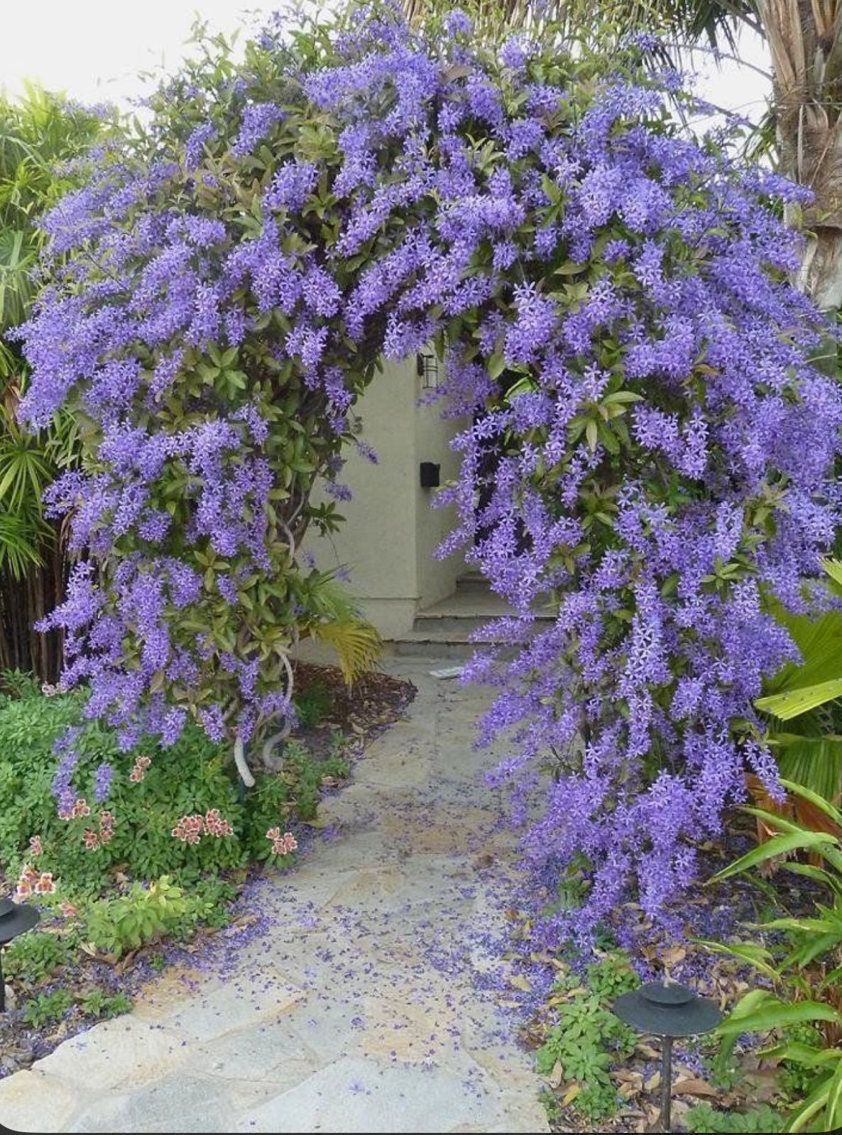 Petrea Volubilis - Image 5