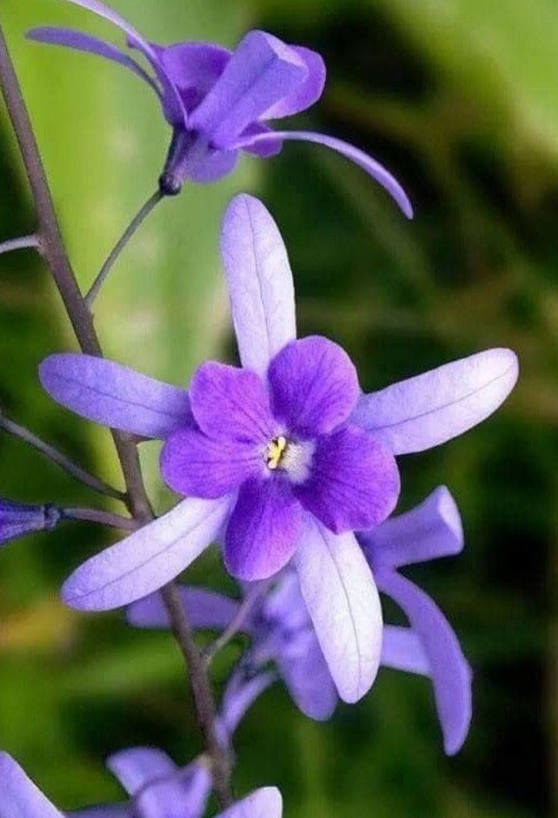 Petrea Volubilis - Image 4