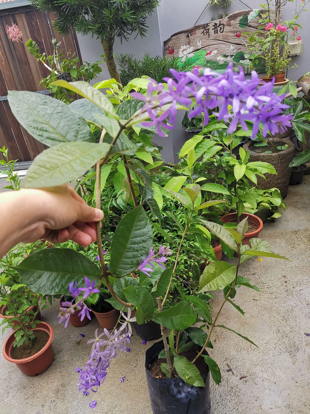 Petrea Volubilis - Image 3