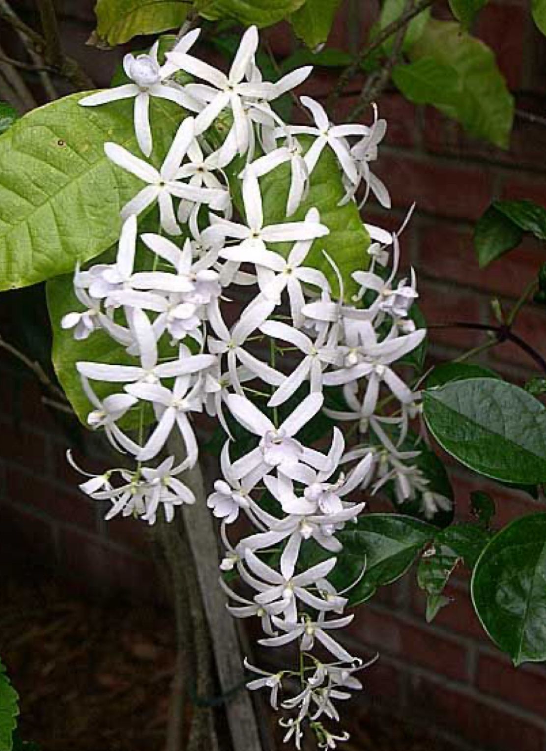 Petrea Volubilis - Image 2