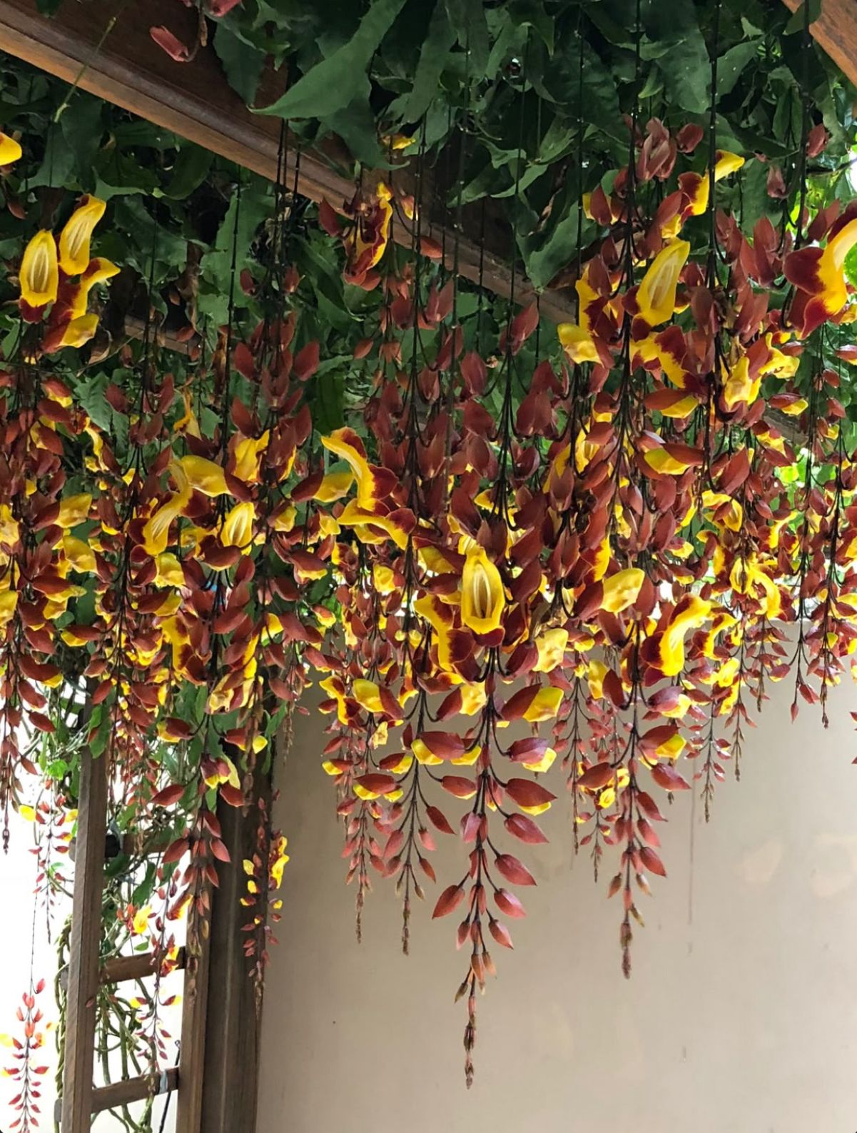 Thunbergia mysorensis