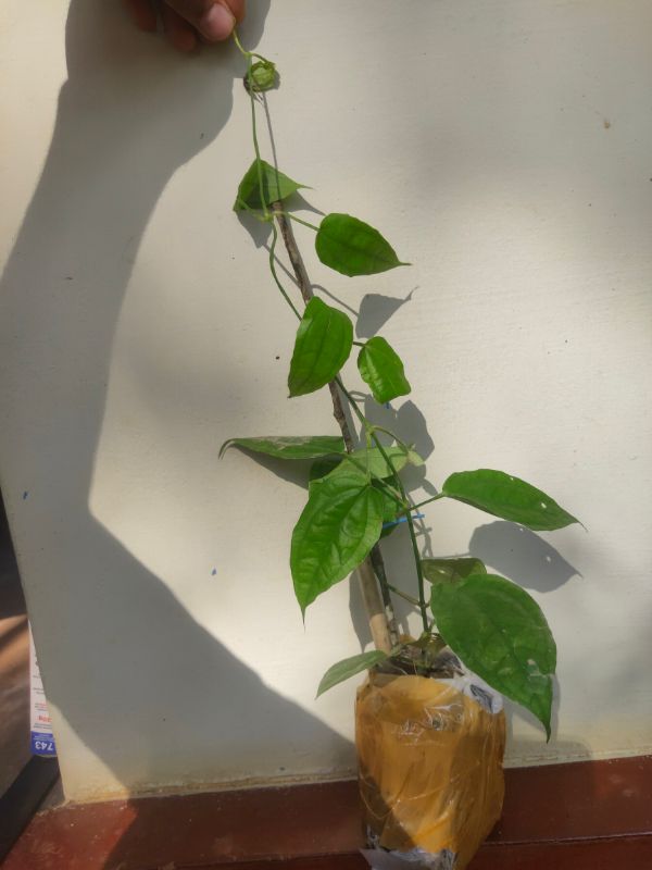 Thunbergia mysorensis - Image 4