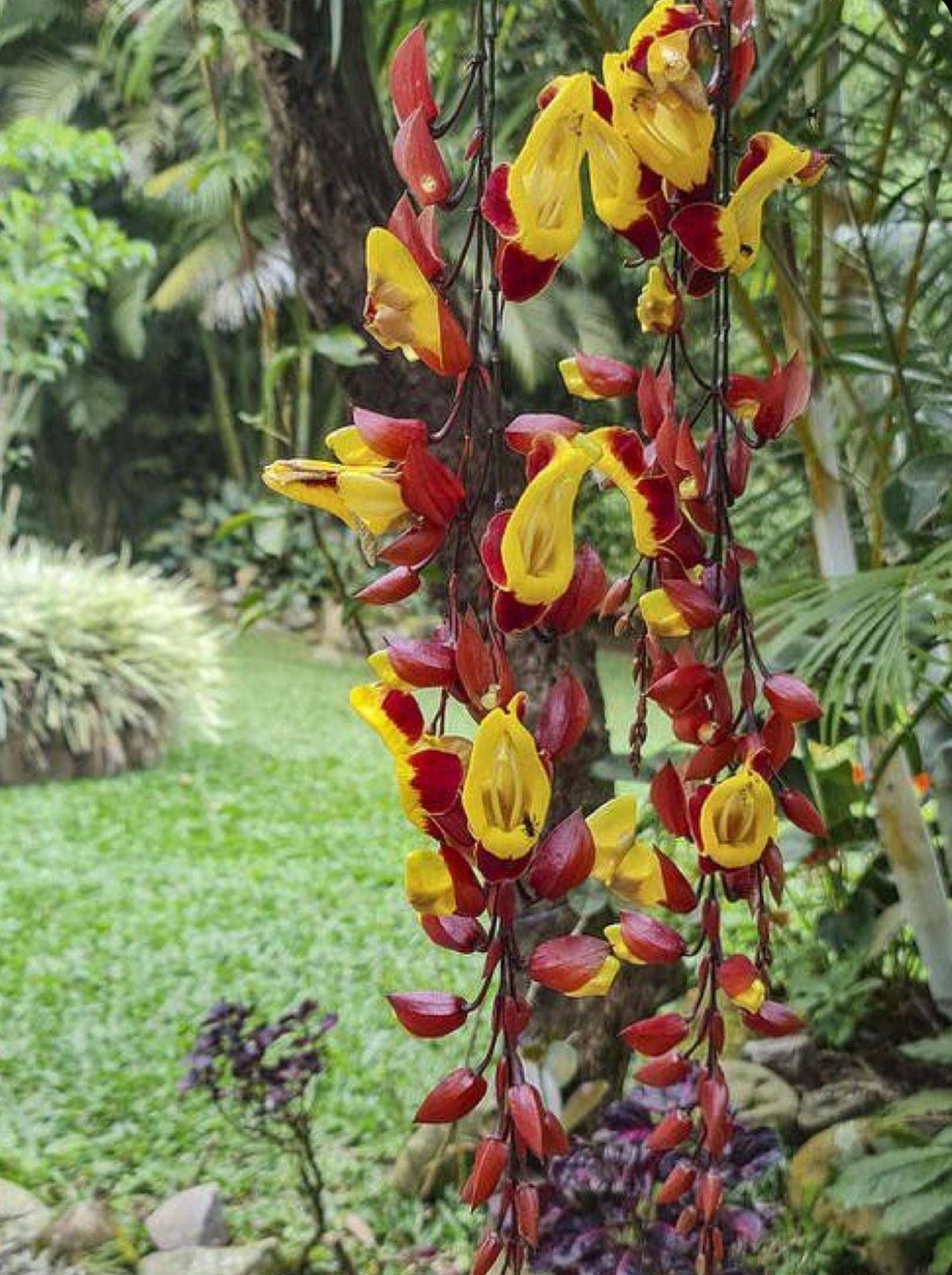 Thunbergia mysorensis - Image 3