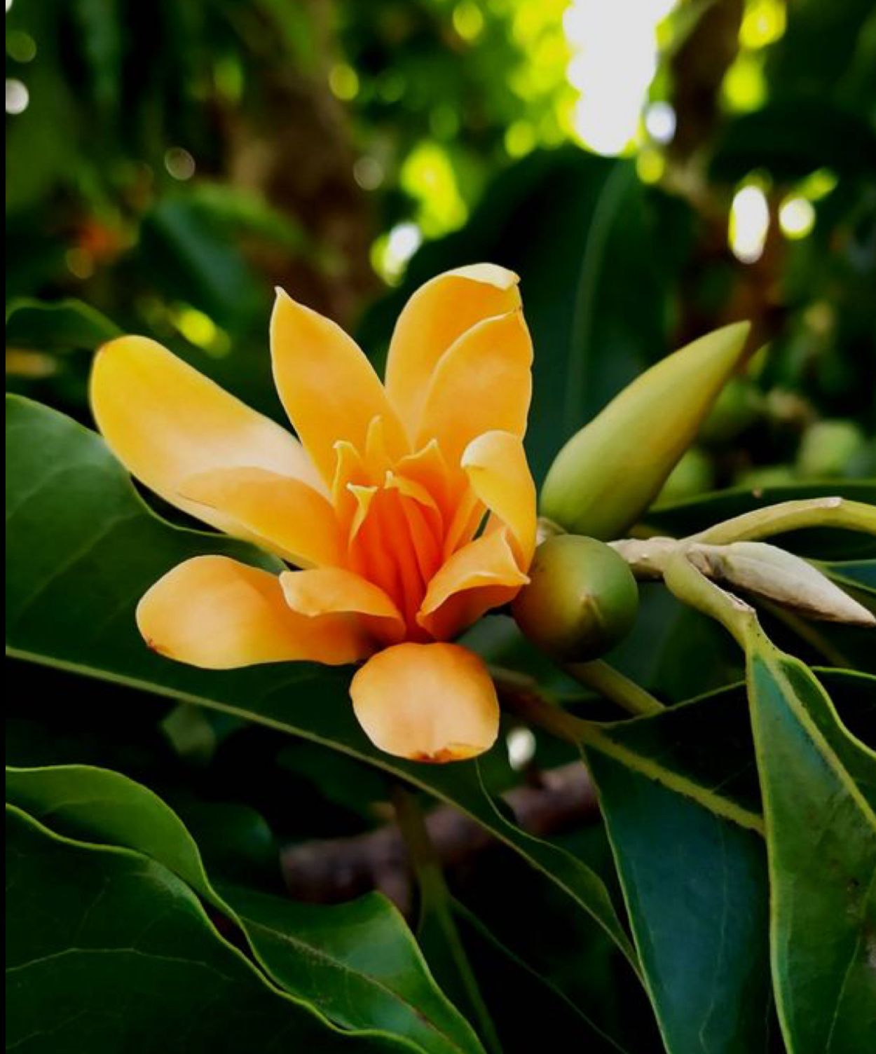 Swarna Champa (Grafted)