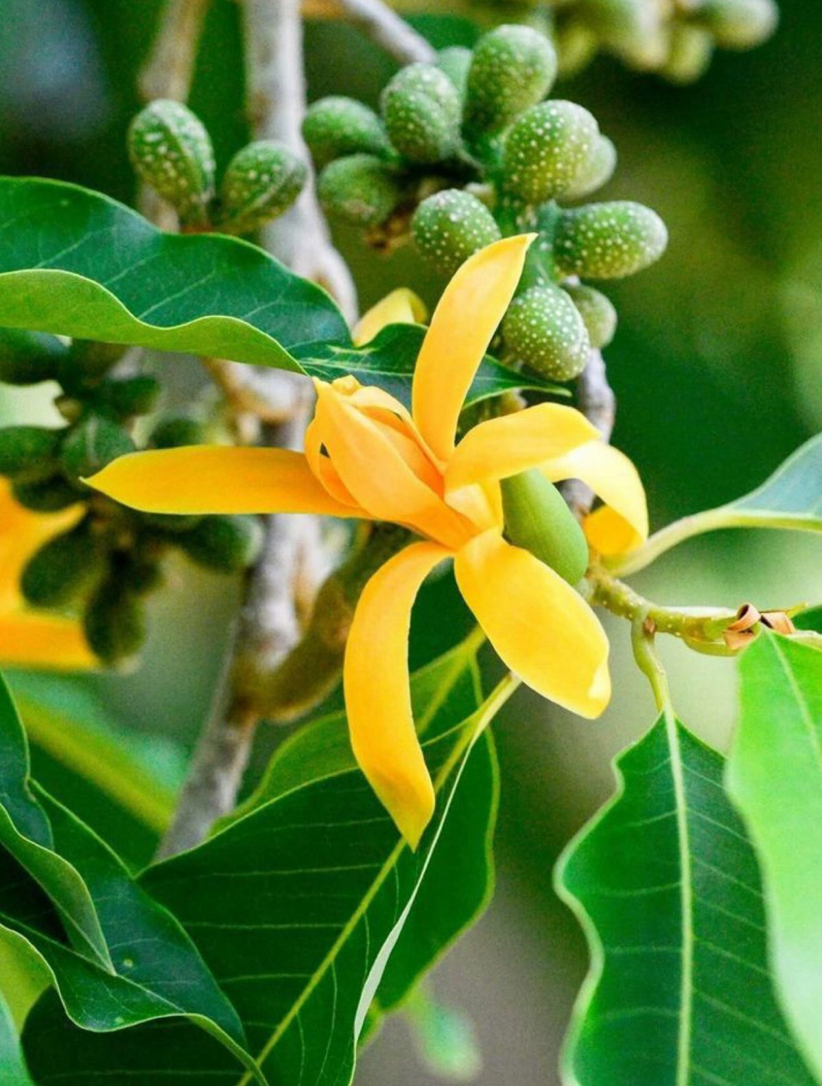 Swarna Champa (Grafted) - Image 2