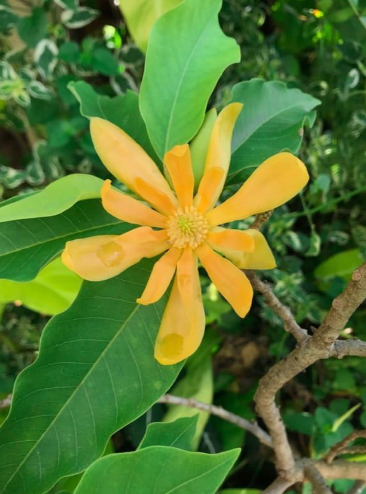 Swarna Champa (Grafted) - Image 3