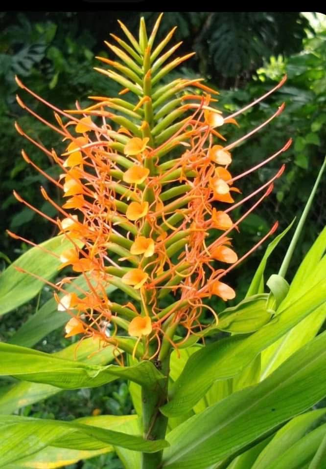 Ginger Lily - Image 5