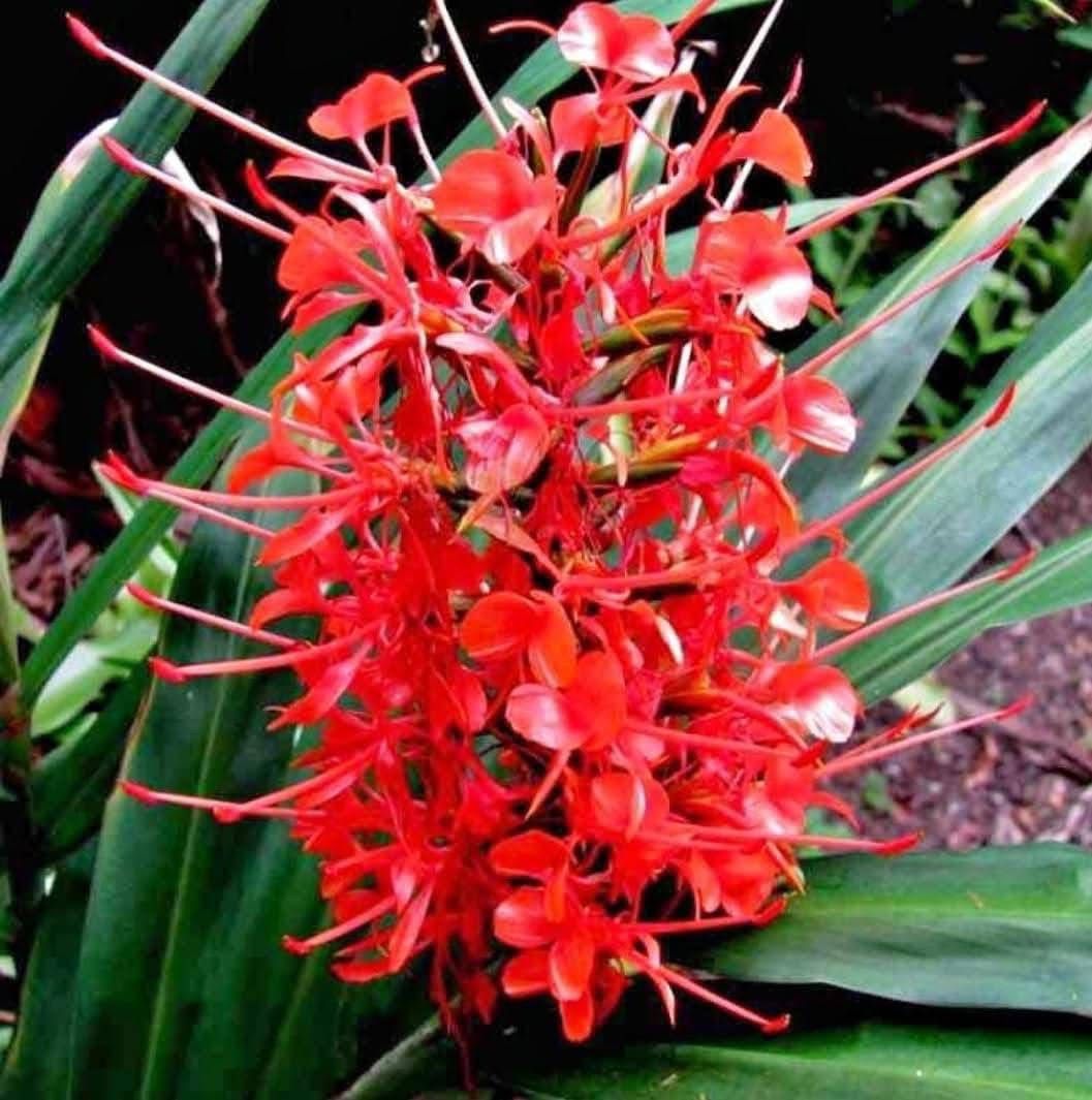 Ginger Lily - Image 4