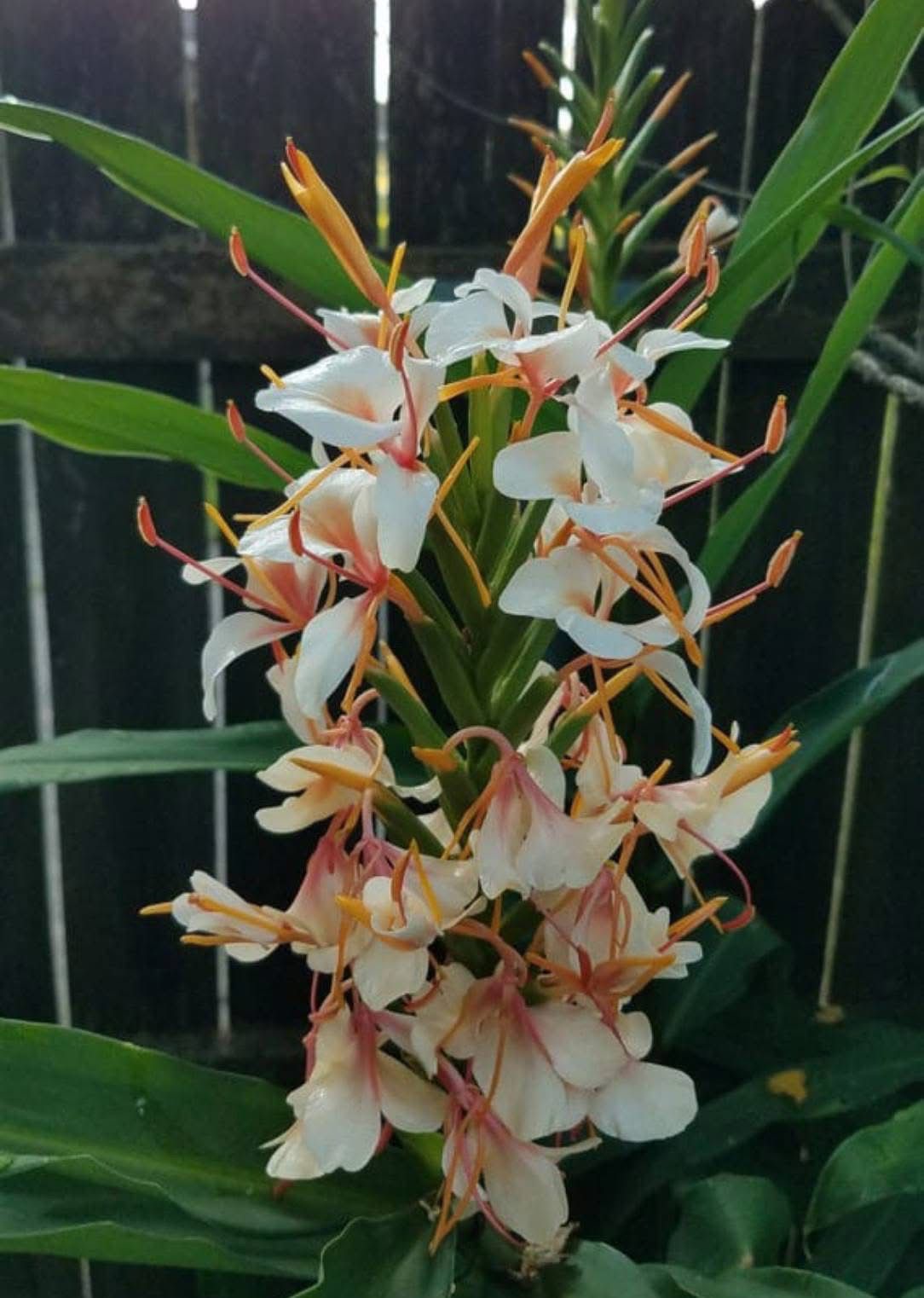 Ginger Lily - Image 3